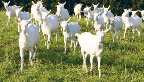 In genere le capre sono allevate soprattutto per la produzione di latte, ma vi sono alcune razze, come la Buren (Borea) o quella dal Collo nero del Vallese che, in funzione alla loro forma di