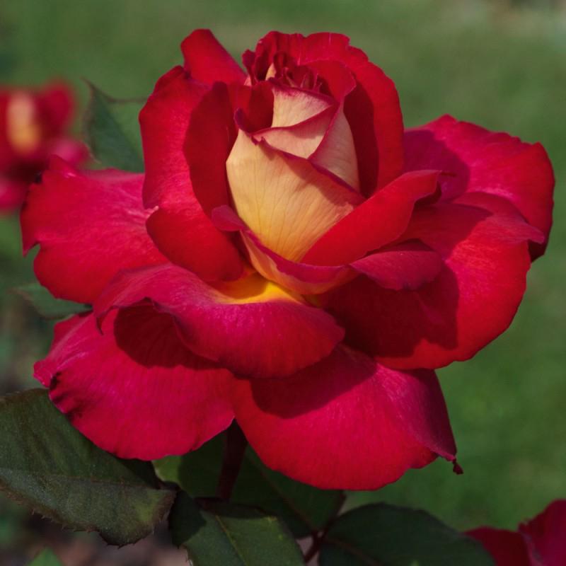 VARIETA A CESPUGLIO Bolshoi La rosa Bolshoi è una varietà vigorosa dalla fioritura abbondante e continua.