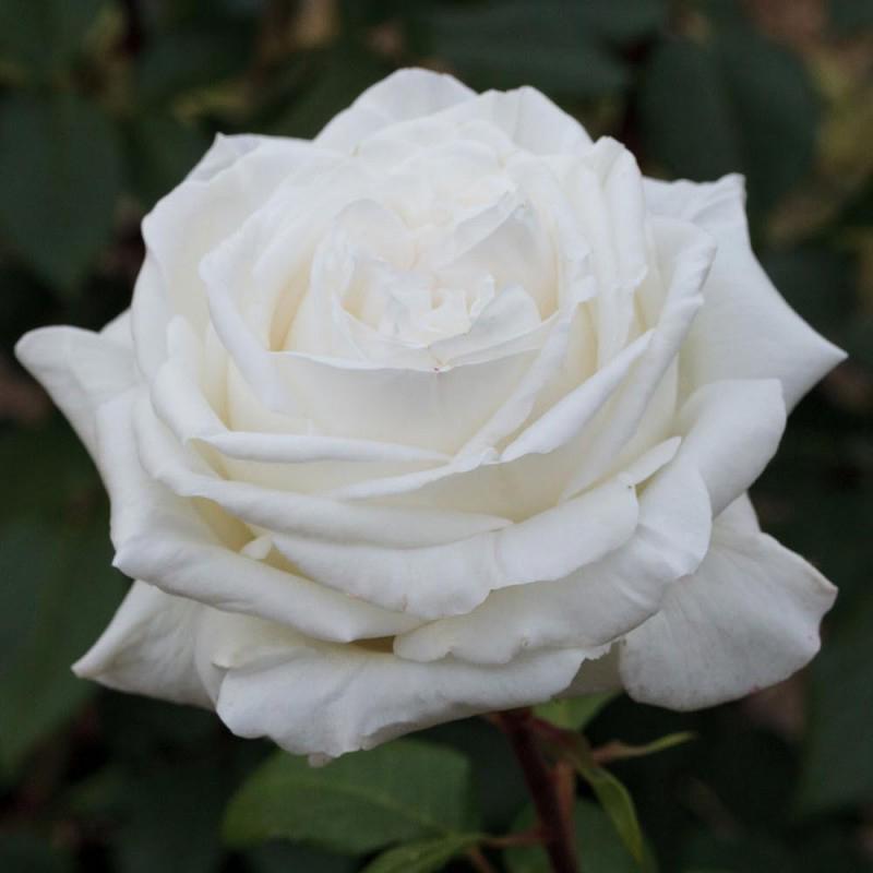 Papa Meilland E' una rosa profumatissima, dal colore porpora vellutato