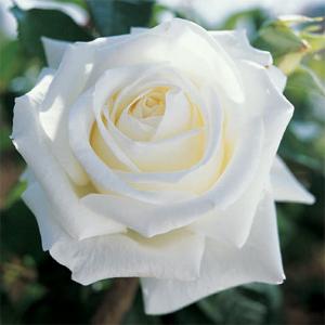 Pierre Arditi Presenta un grande fiora a coppa dal colore bianco