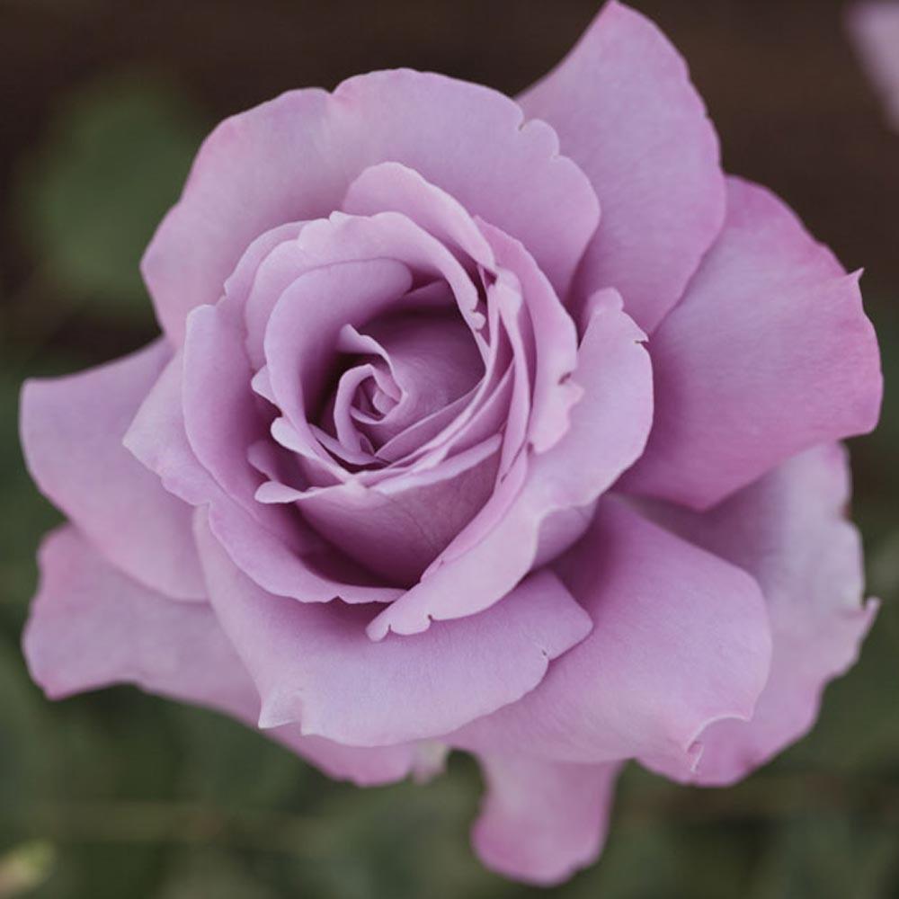 Charles De Gaulle La rosa Charles de Gaulle è una magnifica rosa color lillà porpora che