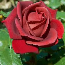 Terracotta La rosa Terracotta darà un tocco di novità al tuo giardino