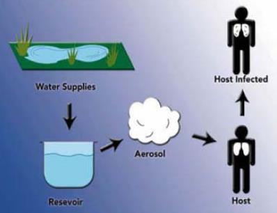 TRASMISSIONE ALL UOMO Il serbatoio è ambientale L infezione avviene per contatto dell uomo con l ambiente: le legionelle penetrano nei polmoni principalmente, ma non esclusivamente, per inalazione