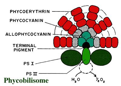 La variabilità spettrale dei cianobatteri 0,16 Presenza di differenti pigmenti fotosintetici: 0,14 0,12 Clorofilla-a Ficocianine-Alloficianine Ficoeritrine