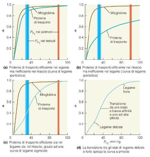 Emoglobina Curve di legame