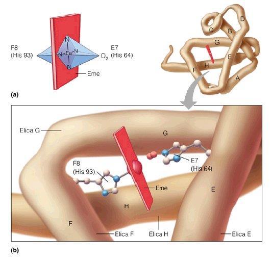 Geometria di coordinazione del Fe dell ossiemoglobina