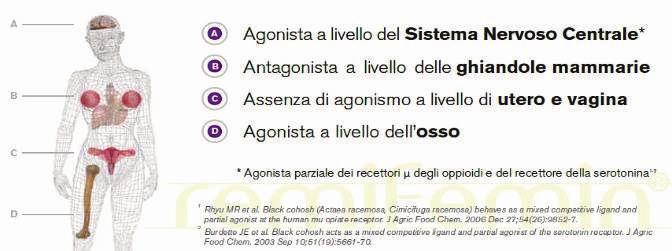 Effetti biologici antagonista competitivo degli estrogeni modulazione a livello dei recettori estrogenici con solo effetti di tipo inibitorio NON AZIONE ESTROGENICA genomica agonista serotoninergico