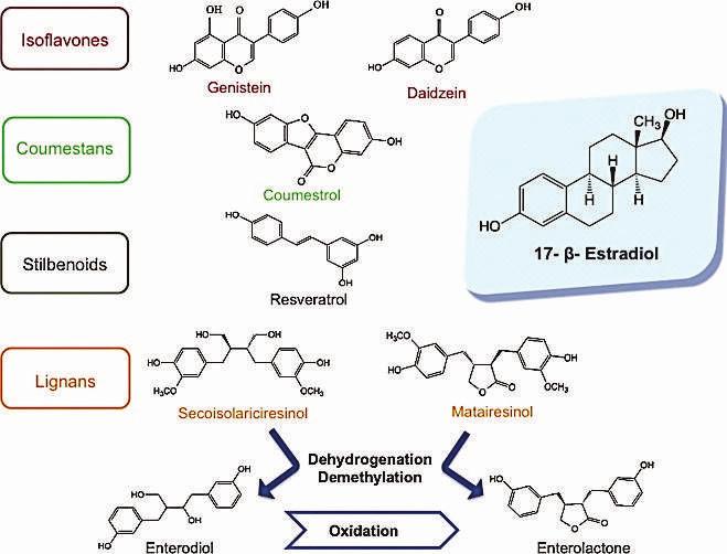 Sono classificati secondo differenti classi: isoflavoni, flavoni e lignani, prenil flavonoidi, sono le principali classi di fitoestrogeni presenti