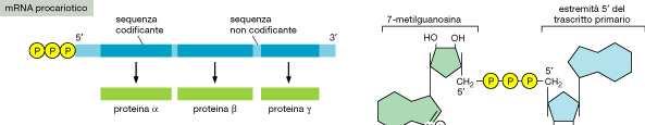 Regolazione nei procarioti Il