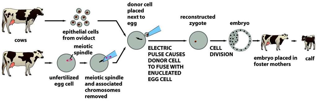 Figure 7-2a Molecular Biology of