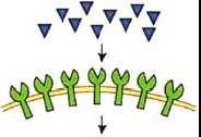 FAVOURITE mirna TARGETS Ligands Cell-surface receptors