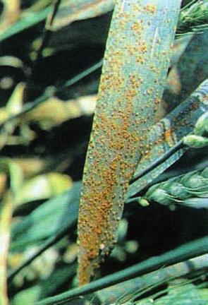 Ruggine (Puccinia striiformis, P. recondita, P. graminis) Il sintomo evidente di questa malattia è costituito dalla formazione di pustole.