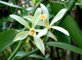 1. Introduzione Premessa personale La famiglia delle Orchidaceae è tra le più ricche in specie all interno delle Angiosperme (piante a fiore).