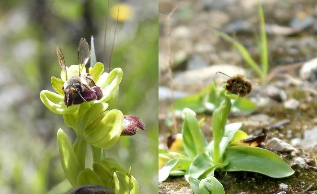 2. La famiglia delle Orchidaceae in Sardegna Gli ultimi dati riguardo la distribuzione delle Orchidaceae in Sardegna risalgono al lavoro di Scrugli et al.