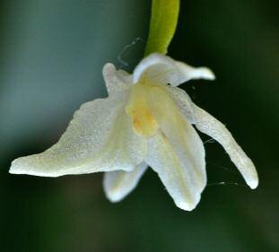 Orrù) - a destra pianta con fiori apocromatici,