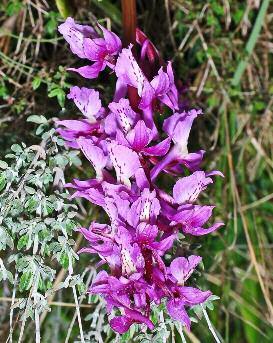 Orchis mascula