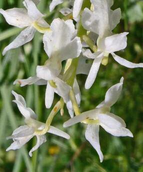 Orchis mascula subsp.