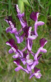 Anacamptis longicornu (Poiret)