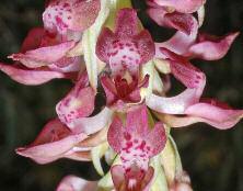 Anacamptis coriophora subsp.