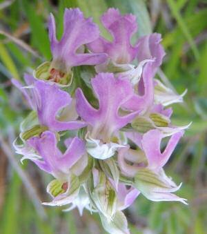 Neotinea lactea