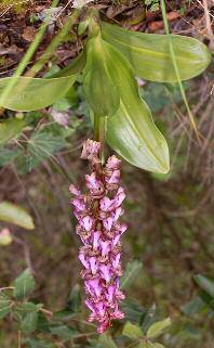 Barlia robertiana (Loiseleur) Greuter