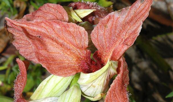 Serapias cordigera Linné 1753