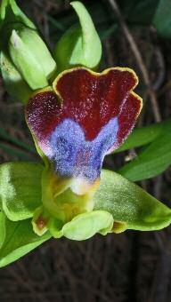 Ophrys iricolor subsp.