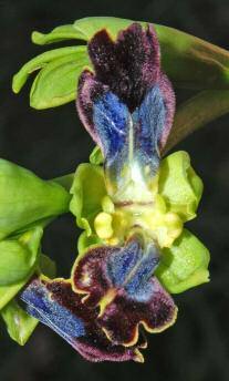 Ophrys iricolor subsp.