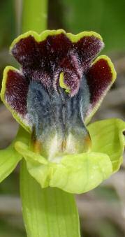 al centro fiore con due labelli uniti