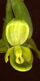 Ophrys subfusca subsp.