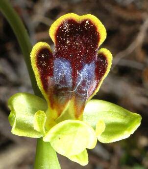 Ophrys fusca subsp.