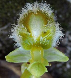 Ophrys speculum Link 1800