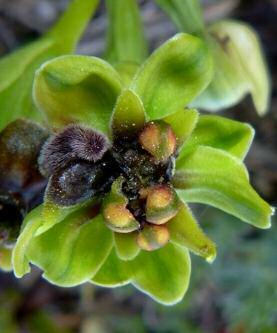 Ophrys bombyliflora Link