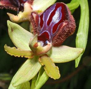 Sofia Loi) Ophrys incubacea