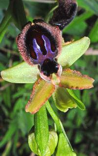 Ophrys passionis subsp.