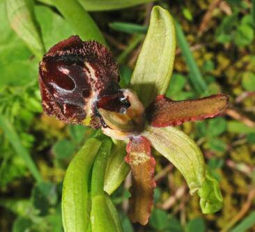 Ophrys passionis subsp.