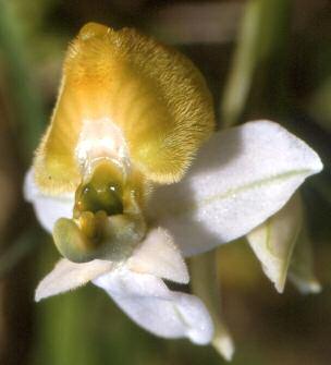 Ophrys tenthredinifera Willdenow