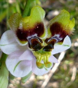 Ophrys tenthredinifera Willdenow