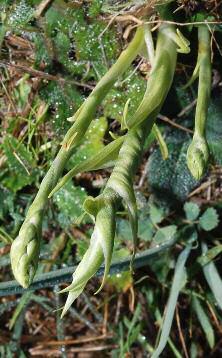 Spiranthes spiralis (L.