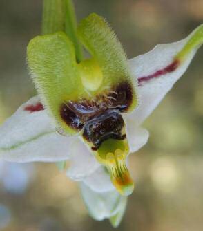 Ophrys tenthredinifera Willdenow 1805