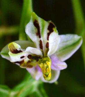 Ophrys tenthredinifera Willdenow 1805 sopra: a