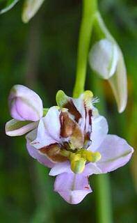 ginostemi (simmetria quasi raggiata) - sotto: a