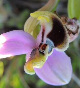 Ophrys tenthredinifera Willdenow 1805 sopra: a