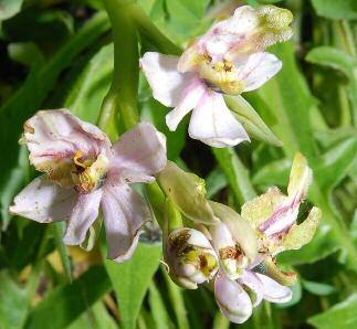 Ophrys tenthredinifera Willdenow