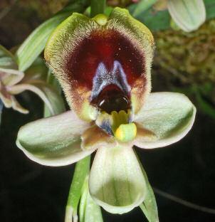 fiori (Antonello Argiolas) Ophrys