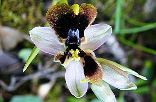 Ophrys normanii J. J. Wood (pro hybr.