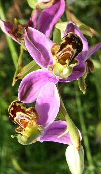 Ophrys apifera Hudson 1762 sopra: a