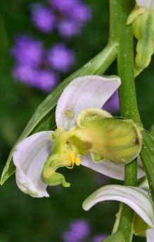 fiore depigmentato (G.