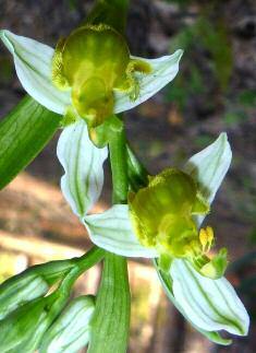 Ophrys apifera Hudson 1762