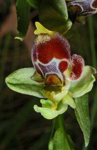 Ophrys apifera Hudson 1762 a